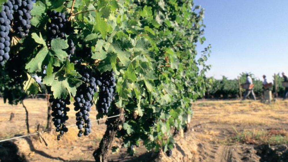 Foto para: Entidades vitivinícolas cuestionaron el accionar de COVIAR 