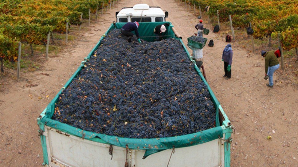 Foto para: Lobesia botrana: es obligatorio el encarpado para trasladar la fruta y realizar la cosecha completa   