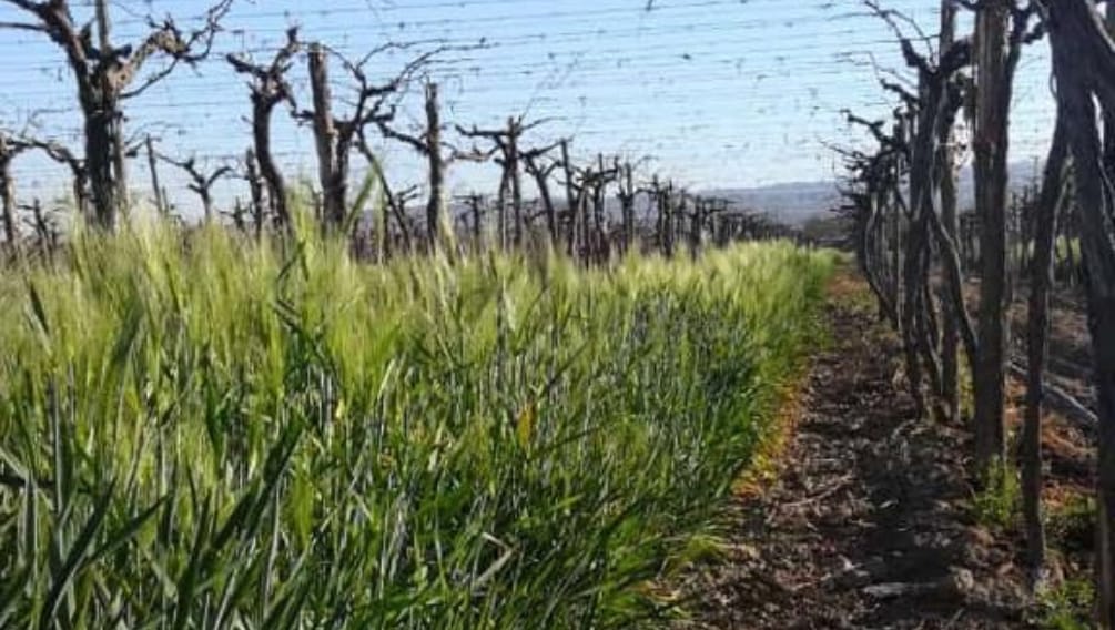 Foto para: El auge de la viticultura regenerativa