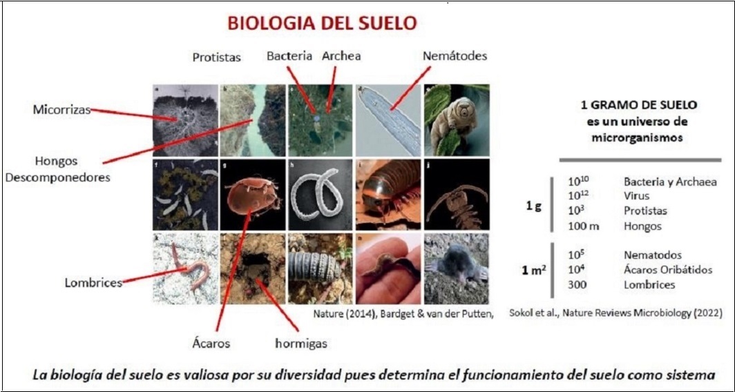 Foto para: Un mundo invisible con un gran impacto. Entrevista al Dr. Luis Wall.