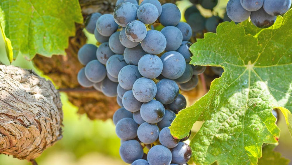 Foto para: Informe de variedades de uvas: cabernet sauvignon, bonarda, pinot negro y syrah. 