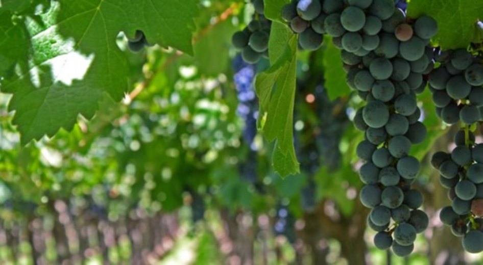 Foto para: Regiones vitivinícolas argentinas: Informe sobre el Area Este.
