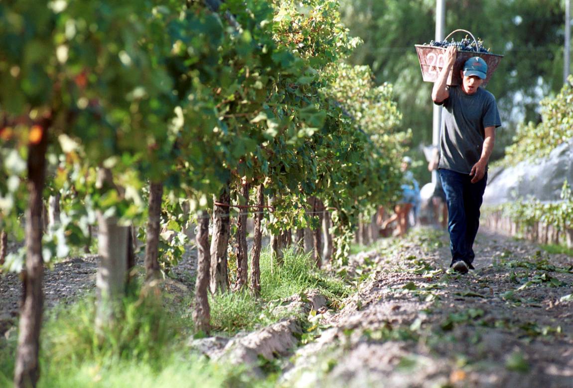 Foto para: El Centro de Viñateros y Bodegueros del Este le respondió al Gobierno sobre el porcentaje de uvas al mosto